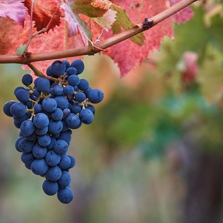La Casa Del Vino - B&B Tollo Εξωτερικό φωτογραφία