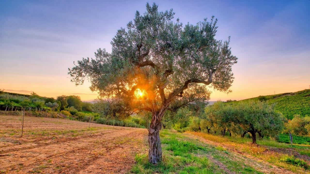 La Casa Del Vino - B&B Tollo Εξωτερικό φωτογραφία