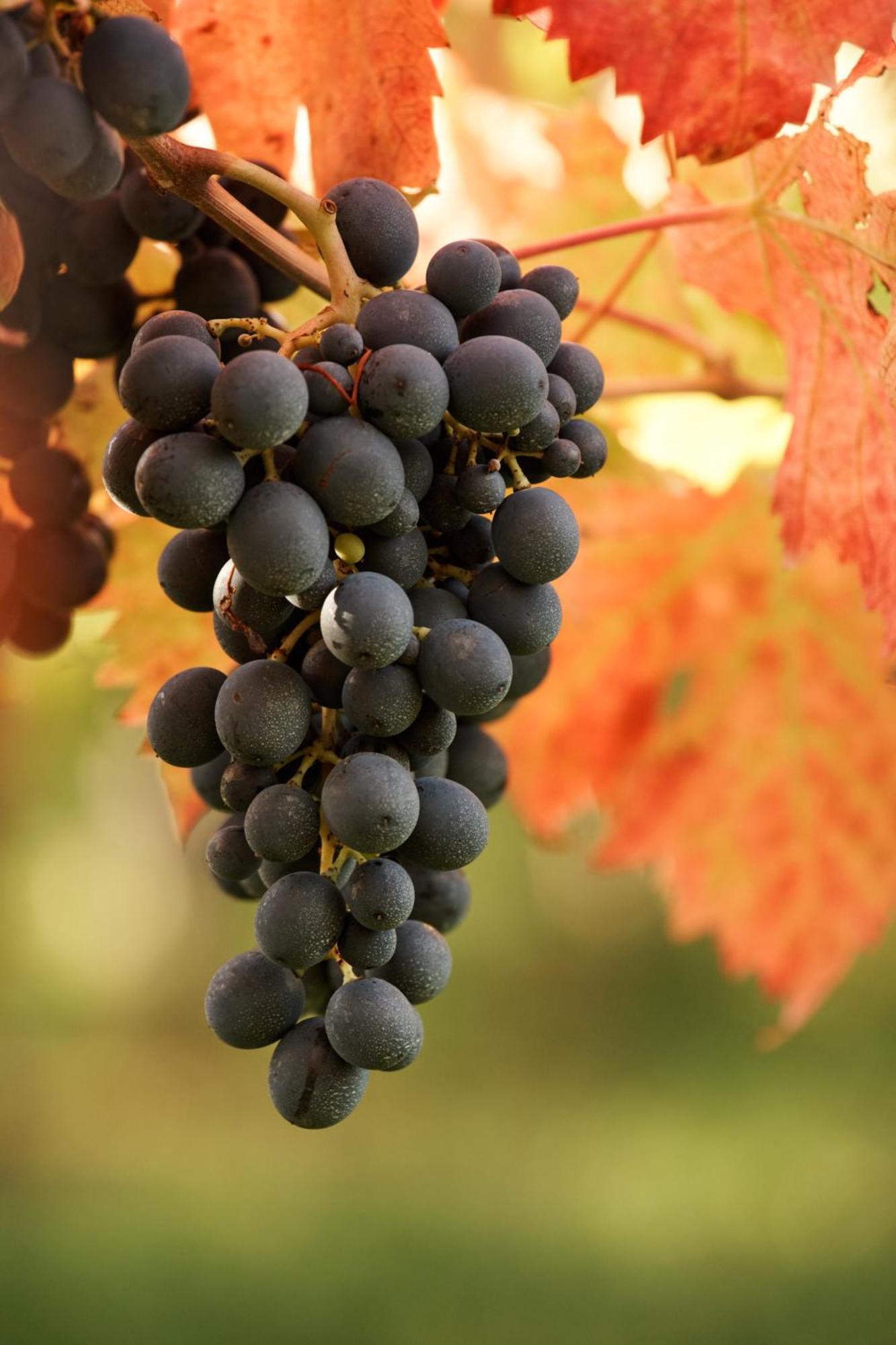 La Casa Del Vino - B&B Tollo Εξωτερικό φωτογραφία