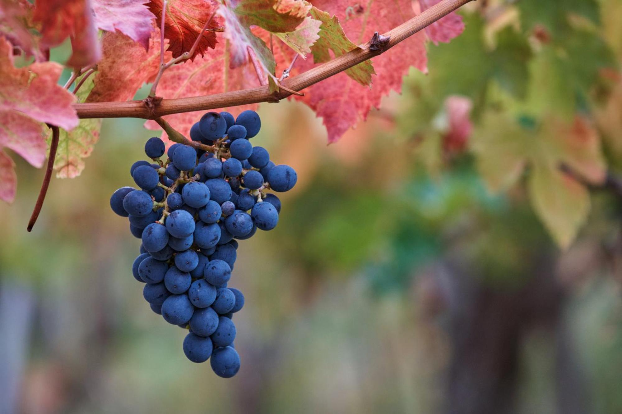 La Casa Del Vino - B&B Tollo Εξωτερικό φωτογραφία
